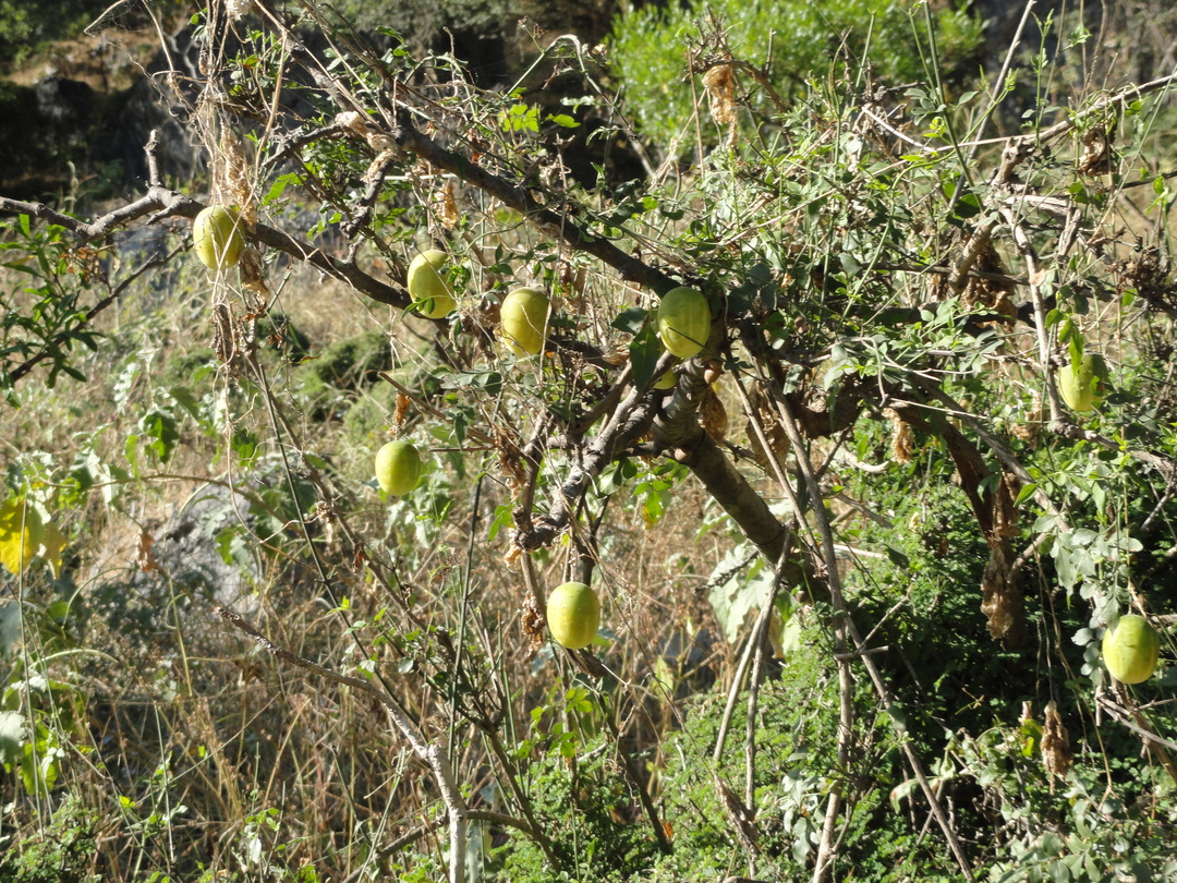 Plant Image